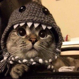 Котик в шапочке лягушки