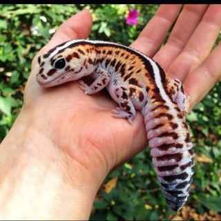 Домашний геккон