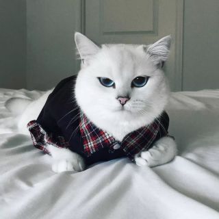 Кошка с голубыми глазами