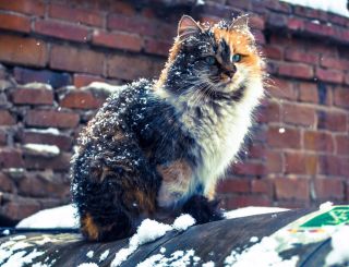 Облезлая кошка