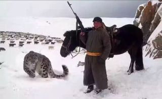 Барс и волк