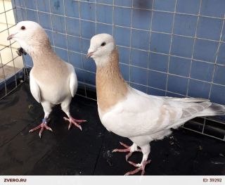 Египетский голубь