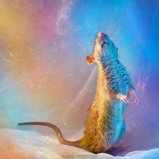 Крыса в душе