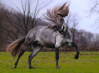 Страшная лошадь