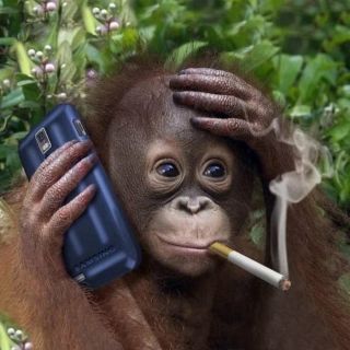 Обезьяна с айфоном