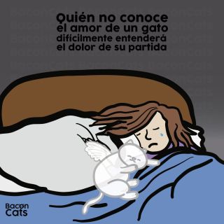 Осетинская кошка