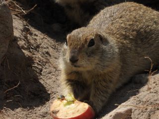 Орущий суслик в горах