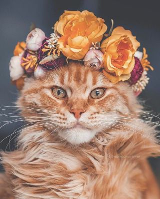 Рыжий ар
