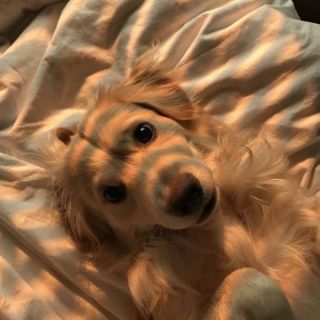 Животные эстетика