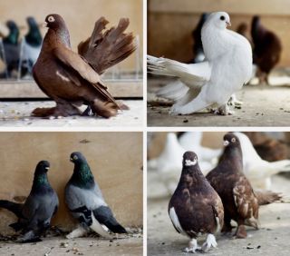 Свердловские голуби