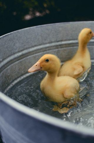 Смесь утки и гуся