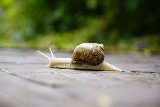 Маленькие улитки