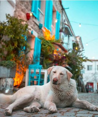 Кошка и лабрадор