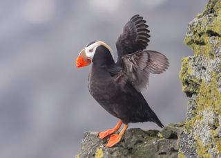 Гаврик птица