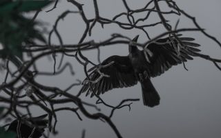 Карканье вороны