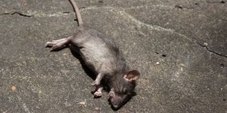 Остроносая мышь