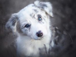 Собака с разными глазами