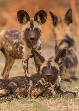 Шакал и гиена