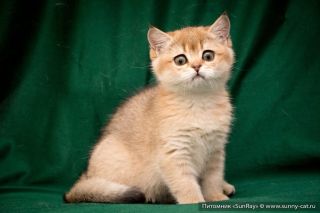 Ред голд кошка