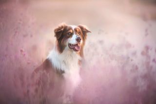 Бело рыжая собака