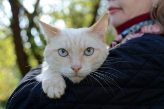 Ред пойнт кошка