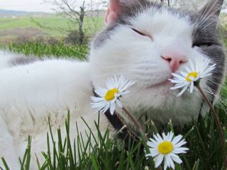 Ромашковая кошка