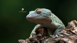 Разновидность геккона