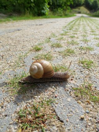 Ядовитые улитки