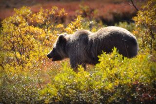 Медведь и еж