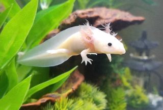 Самый редкий аксолотль