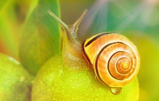 Красивая улитка