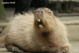 Страшный бобер