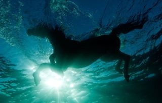 Плывущая лошадь