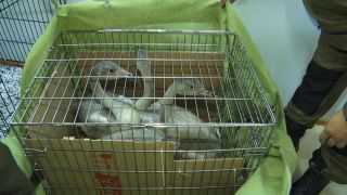 Птицы ямала