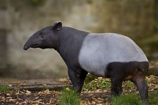 Животное с хоботком