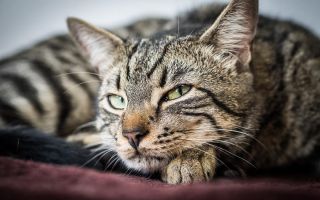 Бурая кошка