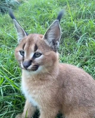 Животное шлепа