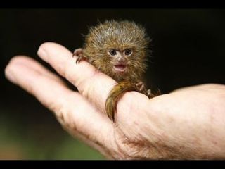 Самая маленькая обезьяна в мире