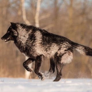 Канадский лесной волк