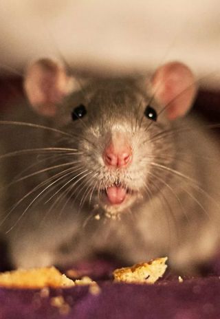 Домашние мыши