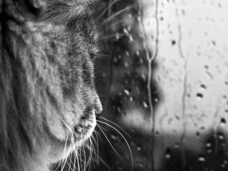 Кошка под дождем