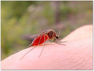 Малярийный комар в россии