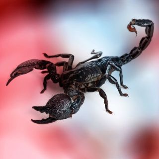 Скорпионы в дагестане