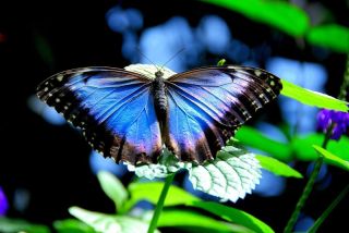 Бабочки синего цвета