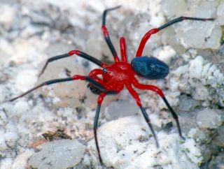 Ядовитые пауки в беларуси
