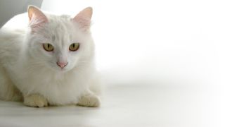 Ангорский кот белый
