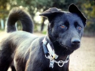 Хмонг порода собак