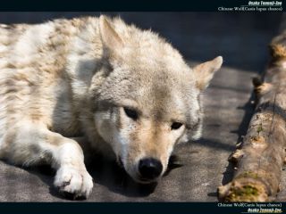 Тибетский волк