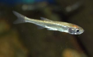 Рыба серебрянка