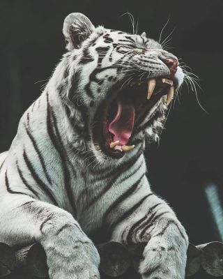 Серый тигр
